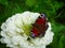 Bright chocolate butterfly on a white flower, contrast.