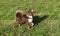 Bright chocolate chihuahua playing with stick