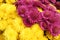 Bright chrysanthemum flowers background