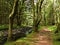 Bright and clean forrest with atypical trees