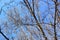 Bright clear blue sky, tree branches in spring