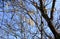 Bright clear blue sky, tree branches in spring