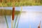 Bright closeup illustrative shoot of the reeds on the forest lake in the wild nature