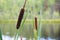 Bright closeup illustrative shoot of the reeds on the forest lake in the wild nature