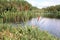 Bright closeup illustrative shoot of the reeds on the forest lake in the wild nature