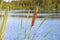 Bright closeup illustrative shoot of the reeds on the forest lake in the wild nature