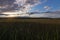 Bright cloudy sunset over a thick dark green wetland full of reeds tall grass and streams of water