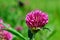 Bright clover flower among green leaves in the meadow