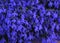 Bright cobalt blue lobelia flowers on a sunny day