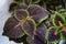 Bright coleus leaves background