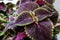 Bright coleus leaves background