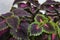 Bright coleus leaves background