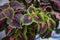 Bright coleus leaves background