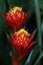 The bright collored flowers of an Billbergia