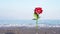 Bright color artificial rose in sand against blurred waves