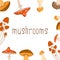 Bright color beautiful background with different mushrooms