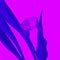 Bright color of floral background. Blue and magenta colors. Calla lily flower