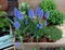 Bright color purple blooming Grape Hyacinth flowers with many mini plants