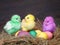 Bright colored chickens. Easter eggs. Chicken coop, hay