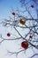 Bright colored Christmas decorations on a defoliated tree in Mos