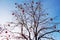 Bright colored Christmas decorations on a defoliated tree in Mos