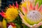 bright colored King Protea from the Fynbos of Cape Town South Africa