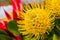 bright colored King Protea from the Fynbos of Cape Town South Africa