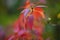 Bright colored leaves on the branches in the autumn forest