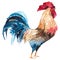 Bright-colored rooster. Hand-drawn illustration. Watercolor painting Rooster on a white background