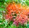 Bright colored Scadoxus Multiflorus Katherinae tropical flowers