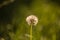 Bright colored summer dandelions