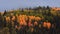 Bright colorful Aspen trees on a hill in rural Colorado with dark overcast sky