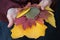 Bright colorful autumn leaves in female hands close-up. Rowan leaves, maple, hawthorn