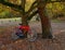 A bright and colorful autumn paysage with a bicycle parked near the curvy tree