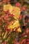 Bright and colorful autumnal leaves