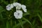 Bright colorful background from green leaves. Carnation Cloves Turkish