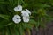 Bright colorful background from green leaves. Carnation Cloves Turkish