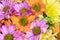 Bright colorful background of purple and orange daisies and bright yellow flowers - cheerful and fun
