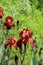 Bright and colorful Bearded Iris