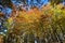 Bright colorful beech forest (Fagus sylvatica)