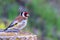 Bright colorful bird Goldfinch stands on a stone against a background of bright greenery. City birds in their habitat. Wildlife.