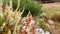 Bright colorful blooming heather Calluna vulgaris. Natural violet, pink, red, white heather flowers