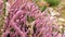 Bright colorful blooming heather Calluna vulgaris. Natural violet, pink, red, white heather flowers