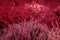 Bright colorful blooming heather, Calluna vulgaris toning in Viva Magenta background. Trendy creative design in color of
