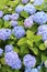 Bright and colorful blue petals on hardy hydrangea shrubs, a favorite Fall staple of gardens everywhere