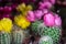 Bright colorful cactuses at the flowers market