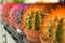 Bright colorful cactuses at the flowers market