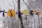 Bright colorful carnival or party frame of balloons, streamers and confetti on a rustic yellow wood table with central copy space