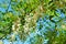 Bright colorful clusters of white flowers with green leaves blossoming on an acacia tree.