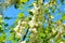 Bright colorful clusters of white flowers with green leaves blossoming on an acacia tree.